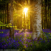 Buy canvas prints of The late evening sun beams through a clump of beech trees in Dor by Alan Hill