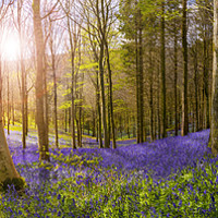 Buy canvas prints of Sunlight illuminates peaceful bluebell woods by Alan Hill