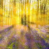Buy canvas prints of Sunshine streams through bluebell woods by Alan Hill