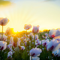 Buy canvas prints of Thousands of white poppies under golden skies by Alan Hill