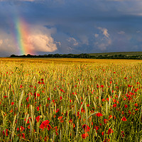 Buy canvas prints of Rainbow over field of poppies at sunset by Alan Hill