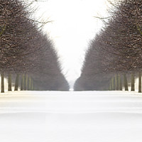 Buy canvas prints of Snowy avenue of trees in winter by Alan Hill