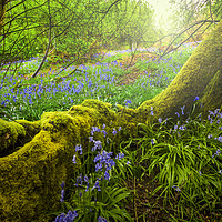 Buy canvas prints of Enchanted Bluebell Woods by Alan Hill
