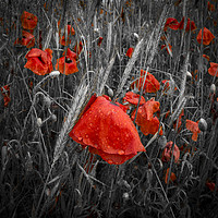 Buy canvas prints of Dew-covered deep red poppies in a field by Alan Hill