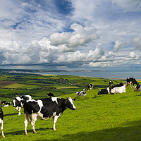 Buy canvas prints of Cows in Dorset countryside overlooking Portland by Alan Hill