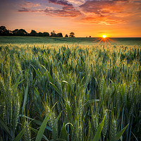 Buy canvas prints of Sunset over a wheat field by Alan Hill