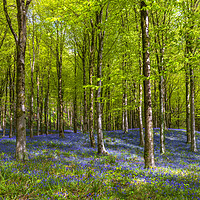 Buy canvas prints of Sunlight shines through trees in bluebell woods by Alan Hill