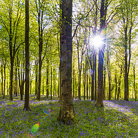 Buy canvas prints of Sunlight shines through trees in bluebell woods by Alan Hill
