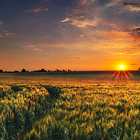 Buy canvas prints of Sunset over a wheat field in Northamptonshire by Alan Hill