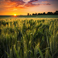 Buy canvas prints of Sunset over a wheat field in Northamptonshire by Alan Hill