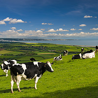 Buy canvas prints of Cattle in the Dorset countryside overlooking Portland by Alan Hill