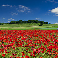 Buy canvas prints of Girl in a field of red poppies at Badbury Rings by Alan Hill