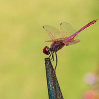 Buy canvas prints of Red dragonfly perched on railings in Corfu Town by Alan Hill