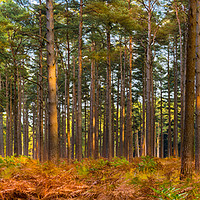 Buy canvas prints of New Forest trees in autumn by Alan Hill