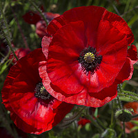 Buy canvas prints of A field of bright, red poppies  by Alan Hill