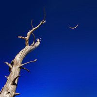 Buy canvas prints of Dead tree reaches up to a crescent moon by Alan Hill
