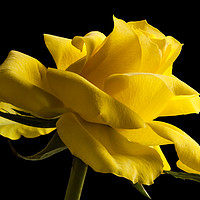 Buy canvas prints of Rose isolated on a black background by Alan Hill