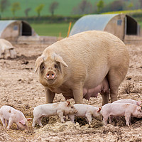 Buy canvas prints of A sow looks on whilst her litter play in the foreground by Alan Hill