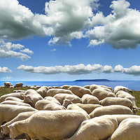 Buy canvas prints of Sheep-filled landscape at Ringstead in Dorset by Alan Hill