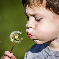 Buy canvas prints of  A boy blowing dandelion seeds by Alan Hill