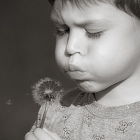 Buy canvas prints of  A boy blowing dandelion seeds by Alan Hill