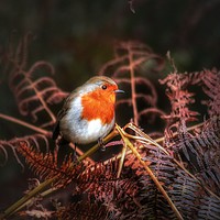 Buy canvas prints of Robin in the ferns by Theresa Watson