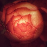 Buy canvas prints of Orange Rose by Theresa Watson