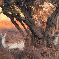 Buy canvas prints of Bambi Watching  by Theresa Watson