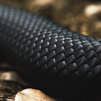 Buy canvas prints of Black Snake Skin by Ian Leishman