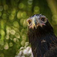 Buy canvas prints of Australian Wedge-Tailed Eagle on alert by Ian Leishman