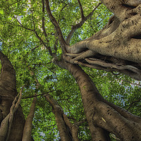 Buy canvas prints of Looking up into Fig Canopy by Ian Leishman