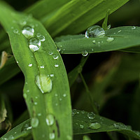 Buy canvas prints of Dew on green grass by Ian Leishman