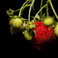 Buy canvas prints of Garden strawberries bunch by Ian Leishman