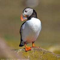 Buy canvas prints of Farne Island Puffin by James Kenning