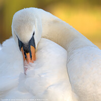 Buy canvas prints of Swan grooming itself by James Kenning