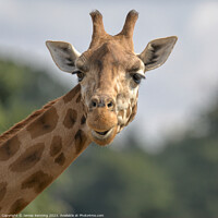 Buy canvas prints of Comedy giraffe portrait by James Kenning