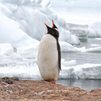 Buy canvas prints of Gentoo penguin calling by James Kenning