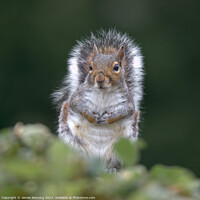 Buy canvas prints of Grey squirrel portrait by James Kenning