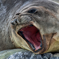Buy canvas prints of Antarctic elephant seal by James Kenning