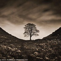 Buy canvas prints of Sycamore Gap under Moody Clouds by James Kenning
