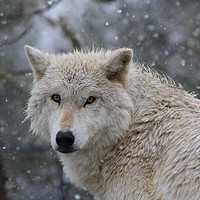 Buy canvas prints of Yellowstone wolf in the snow by Stephen Wright