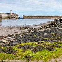 Buy canvas prints of  Seahouses Harbour at Low Tide, Northumberland, England  by Dave Collins