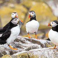 Buy canvas prints of Puffins on the ground on Inner Farne Lsland in the Farne Islands, Northumberland, England by Dave Collins