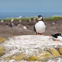 Buy canvas prints of Puffin on the ground on Inner Farne Lsland in the Farne Islands, Northumberland, England by Dave Collins