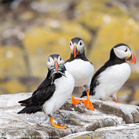 Buy canvas prints of Puffin with fish on the ground on Inner Farne Island in the Farne Islands, Northumberland, England by Dave Collins