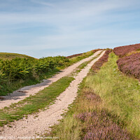 Buy canvas prints of Track through the flowering heather  on the north side of Little Humblemoor hill in the Scottish Borders, UK by Dave Collins