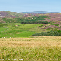 Buy canvas prints of Panorama of the hills above the Capehope valley in the Scottish Borders by Dave Collins