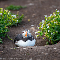 Buy canvas prints of Puffin on the ground on Inner Farne Island in the Farne Islands, Northumberland, England by Dave Collins