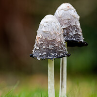Buy canvas prints of Shaggy Inkcap Mushroom with a diffused background by Dave Collins