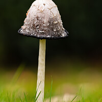 Buy canvas prints of Shaggy Inkcap Mushroom with a diffused background by Dave Collins